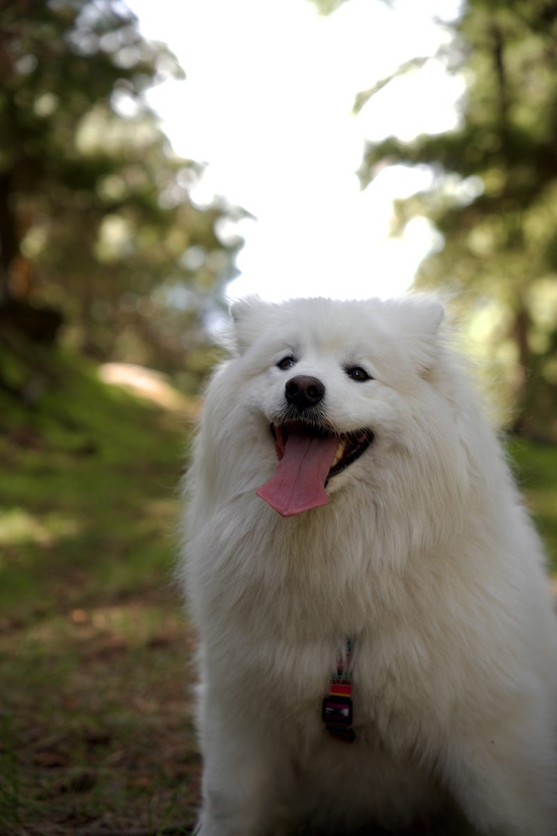 Golden retriever portrait