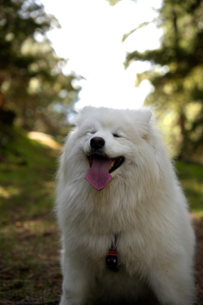 Golden retriever portrait