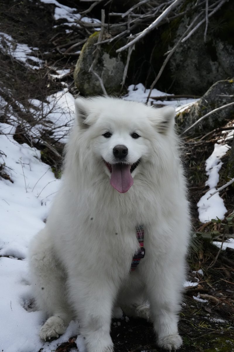 Golden retriever on trail