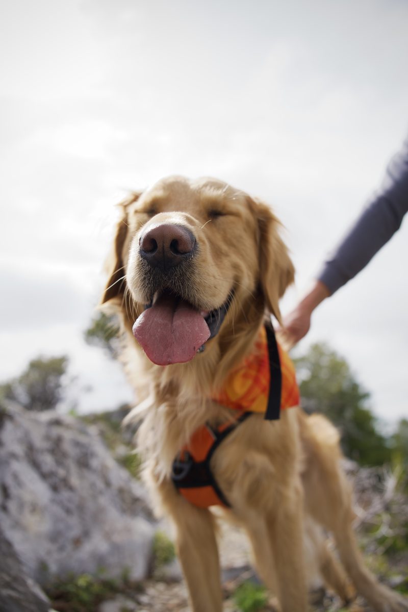 Golden retriever smiling