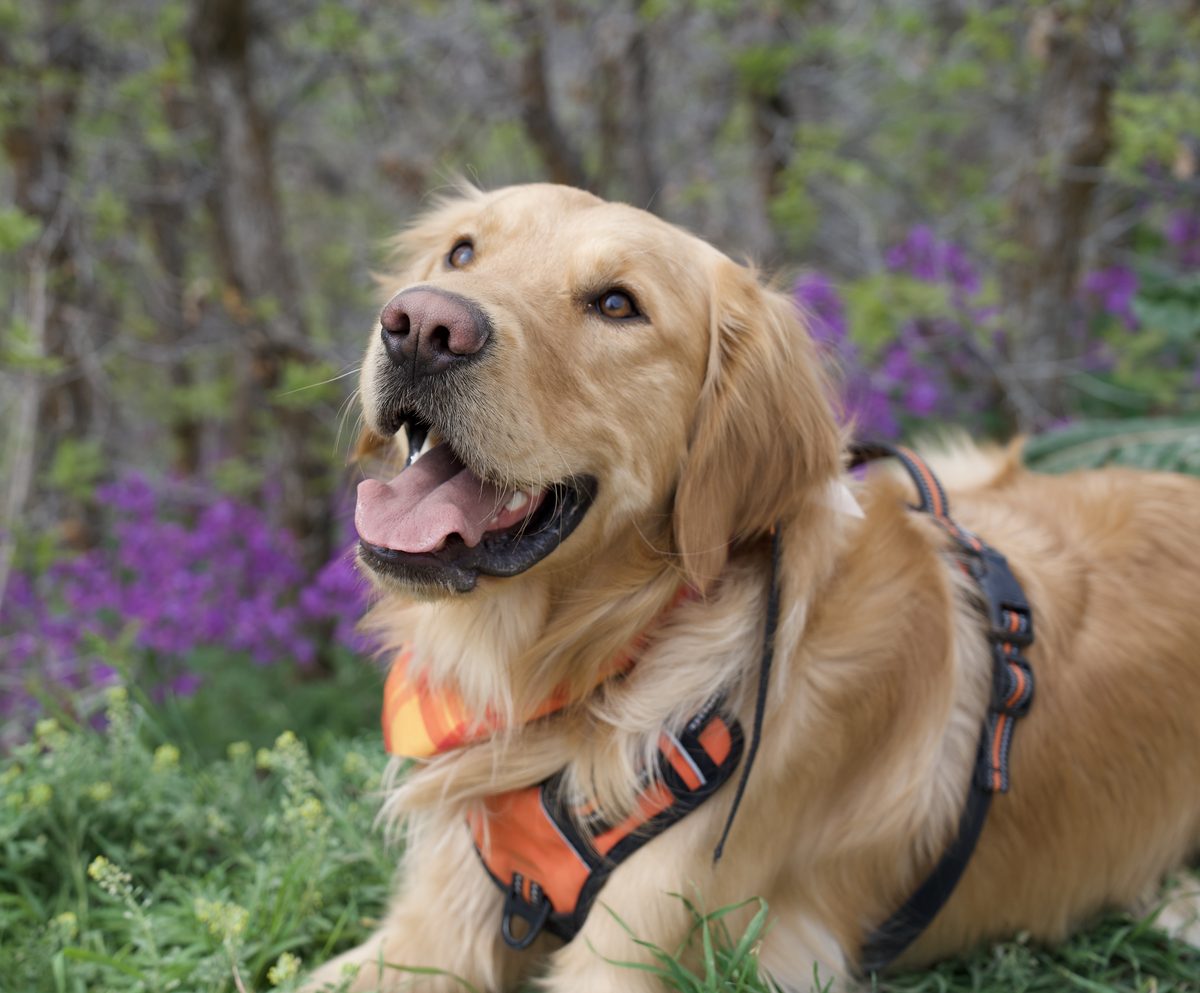 Samoyed outdoor portrait