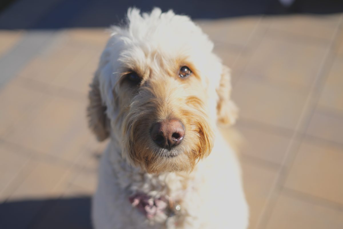 Samoyed portrait with flowers