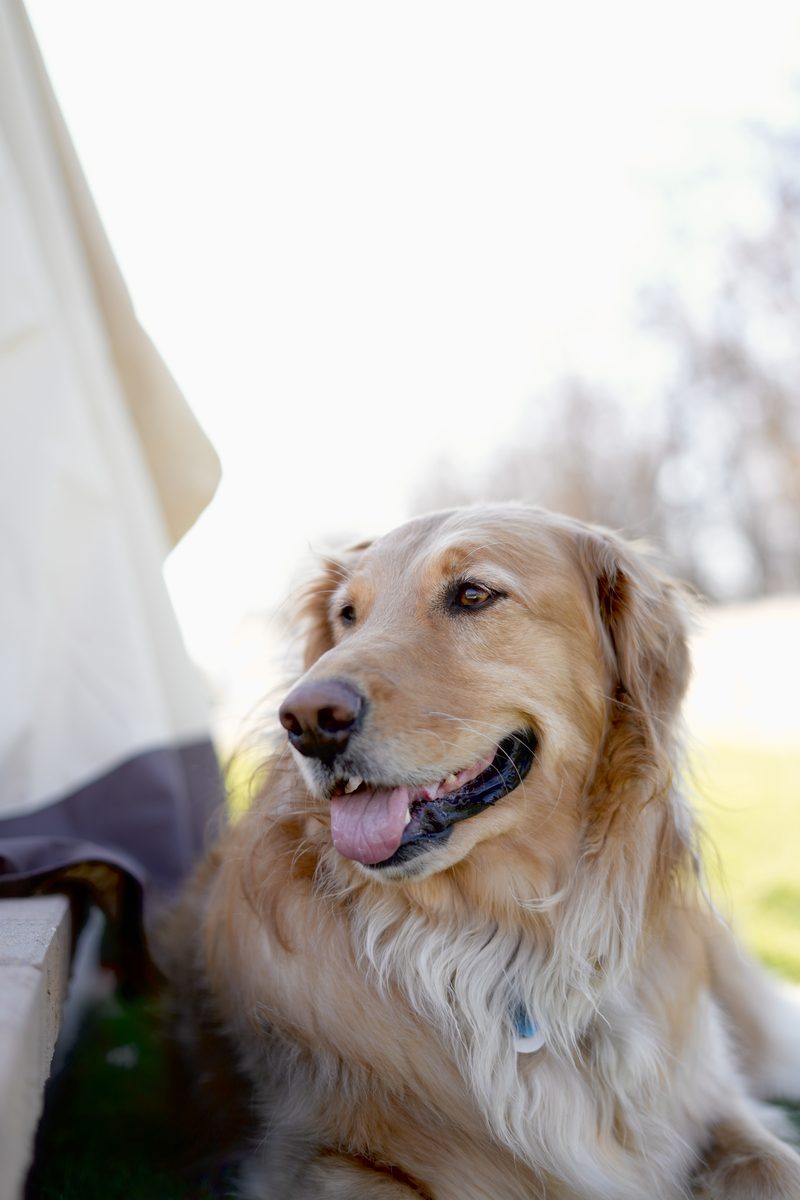 Golden retriever portrait
