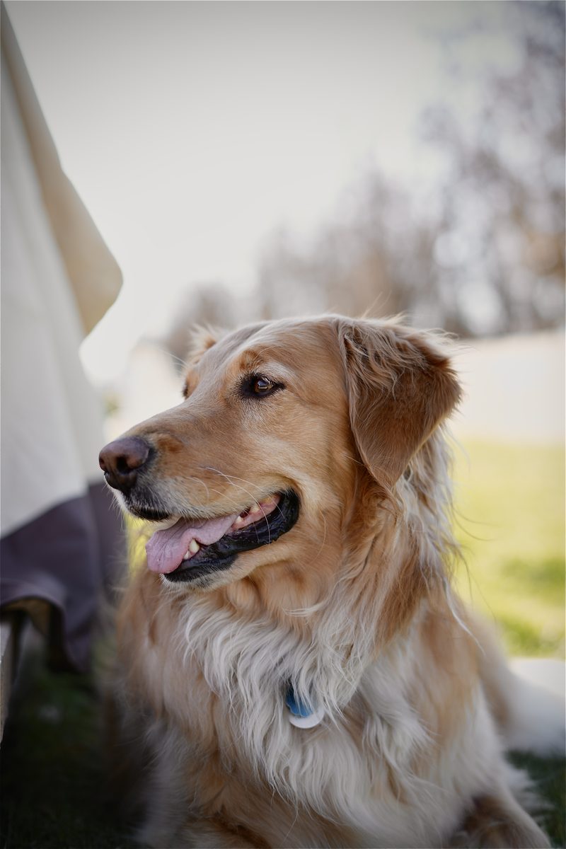 Golden retriever on porch