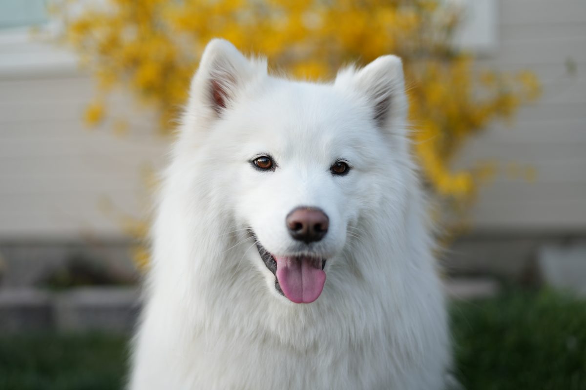 Goldendoodle portrait
